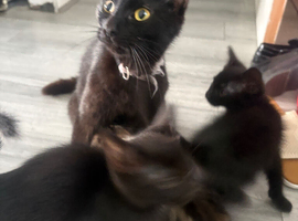 Gorgeous kittens