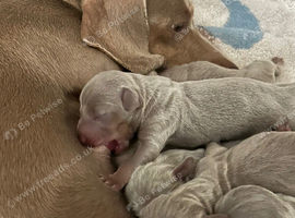 Isabella and tan Dachshund puppies ready November 14th