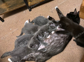 Last black boy of litter