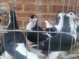 Lahore pigeons for sale