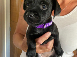 Patterdale terrier