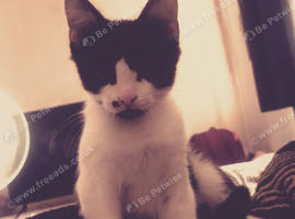 Kitten for sale