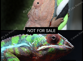 Panther Chameleons