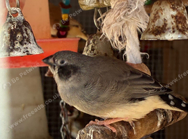 Finches available