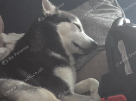 4 year old saberian huskey