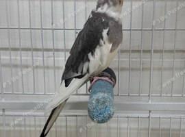 3 cockatiels for sale