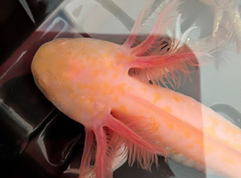 Beautiful mix clutch of baby Hypo Axolotls