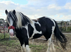 5 year old kind natured cob gelding 13.3/14hh