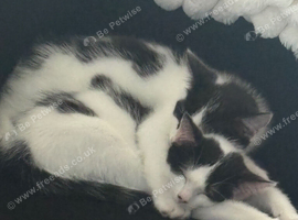 Free to good homes