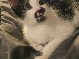 Kittens
