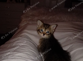 Kittens for sale