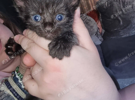 2 kittens in need of forever homes