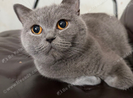 Bella- BSH for Rehoming! I can deliver if that's any help.