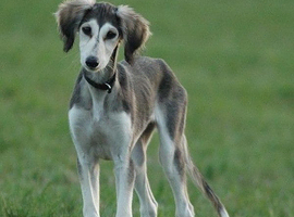 looking for a saluki or saluki cross greyhound bitch