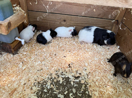8wk old baby female guinea pigs
