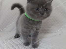 Beautiful British Shorthair Kittens Ready for Their Forever Homes
