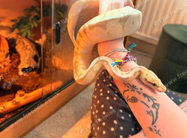 Banana Spider Ball python
