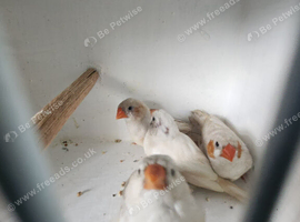 13 Zebra finch Mix lot of colour mutations