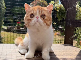 Gorgeous Male Kitten