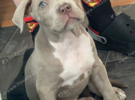 13 weeks old female