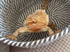 Bearded dragon