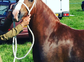 13.2hh Welsh Section C Mare