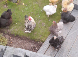 Bantam chickens