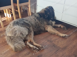 Caucasian shepherd 15 months old boy