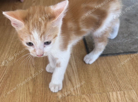 Kittens for sale