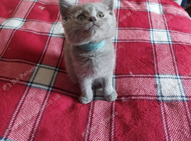 Kitens for sale