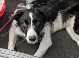 Male collie