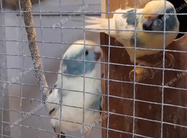 pied cream blue kakariki pair