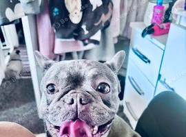 French bulldog