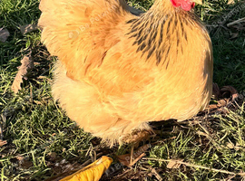 Pekin Bantam Hens