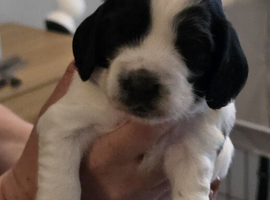 Sprocker spanel for sale