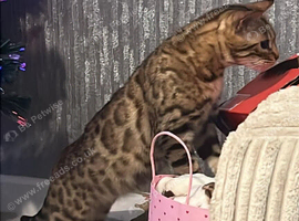 Bengal girl