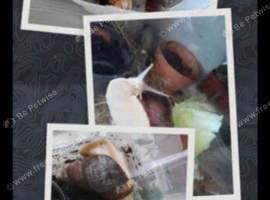 Albino Fulica giant African land snails
