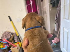 Cockerpoo cross french bulldog