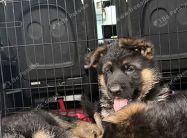 **GERMAN SHEPHERD PUPPIES LOOKING FOR LOVING HOMES **