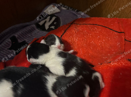Kittens for sale