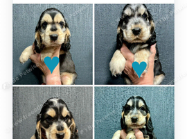 KC reg show type Cocker Spaniel Puppies from DNA tested parents