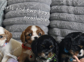 Health Tested- Cavalier King Charles Spaniel