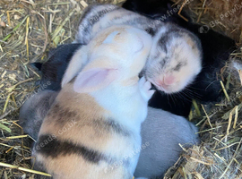 Mini lops ( Est since 2014 )