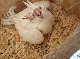 Stunning White Albino Cockatiel Baby