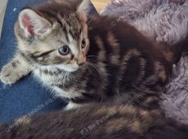 the last two  Tabby  kittens