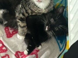 Kittens for sale
