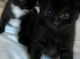 MAINECOON CROSS RUSSIAN BLUE