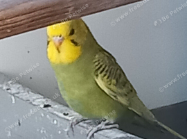 3 baby budgies 8/10 weeks old