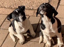 Stunning litter of jack Russell puppies