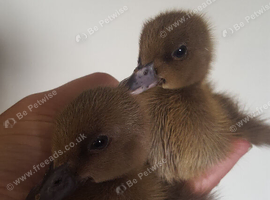 Khaki campbell ducklings